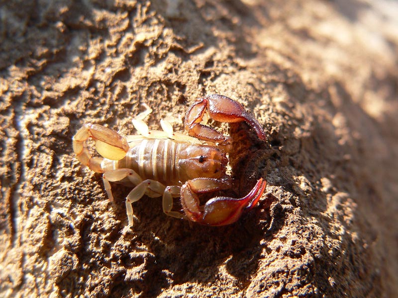 Euscorpius sp.